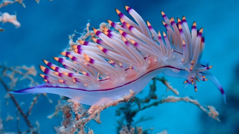 Violettfadenschnecke Kas Türkei Likya Diving